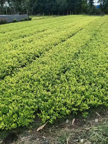 源城区屋顶绿化工程项目